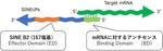 翻訳を促進するアンチセンスRNA"SINEUPs"の作用機序の解明から生体内応用へ