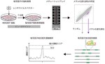 Prediction of transcription factors associated with DNA demethylation during human cellular development.