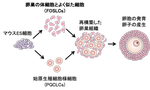 Generation of ovarian follicles from mouse pluripotent stem cells