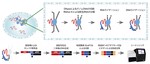 RADICL-seq identifies general and cell type-specific principles of genome-wide RNA-chromatin interactions