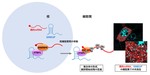 SINEUP long non-coding RNA acts via PTBP1 and HNRNPK to promote translational initiation assemblies