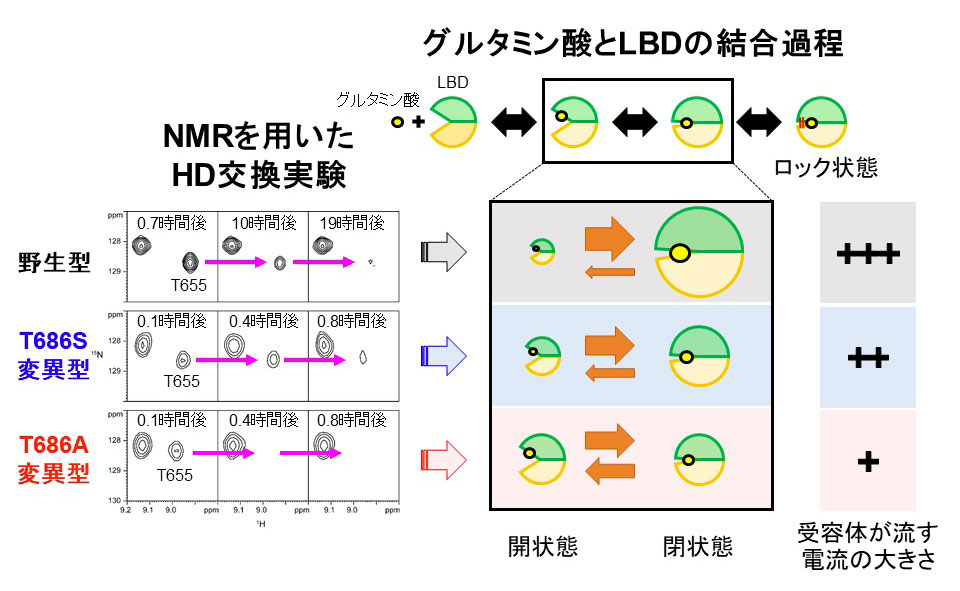 AMPA受容体の部分活性化メカニズム