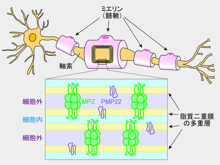 ミエリンの模式図