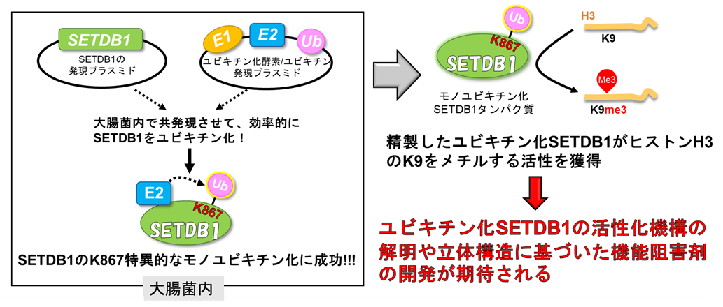 図 1　大腸菌内での酵素活性化型モノユビキチン化SETDB1の調製